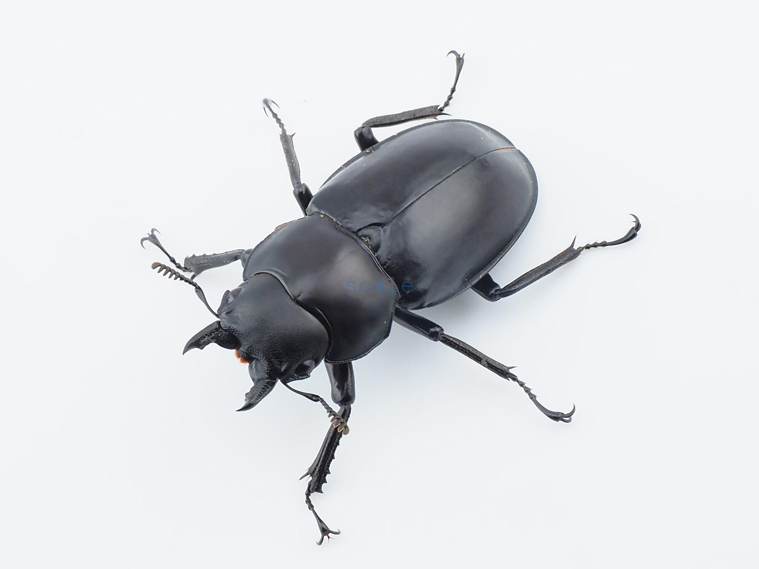 Hexarthrius bowringi bowringi