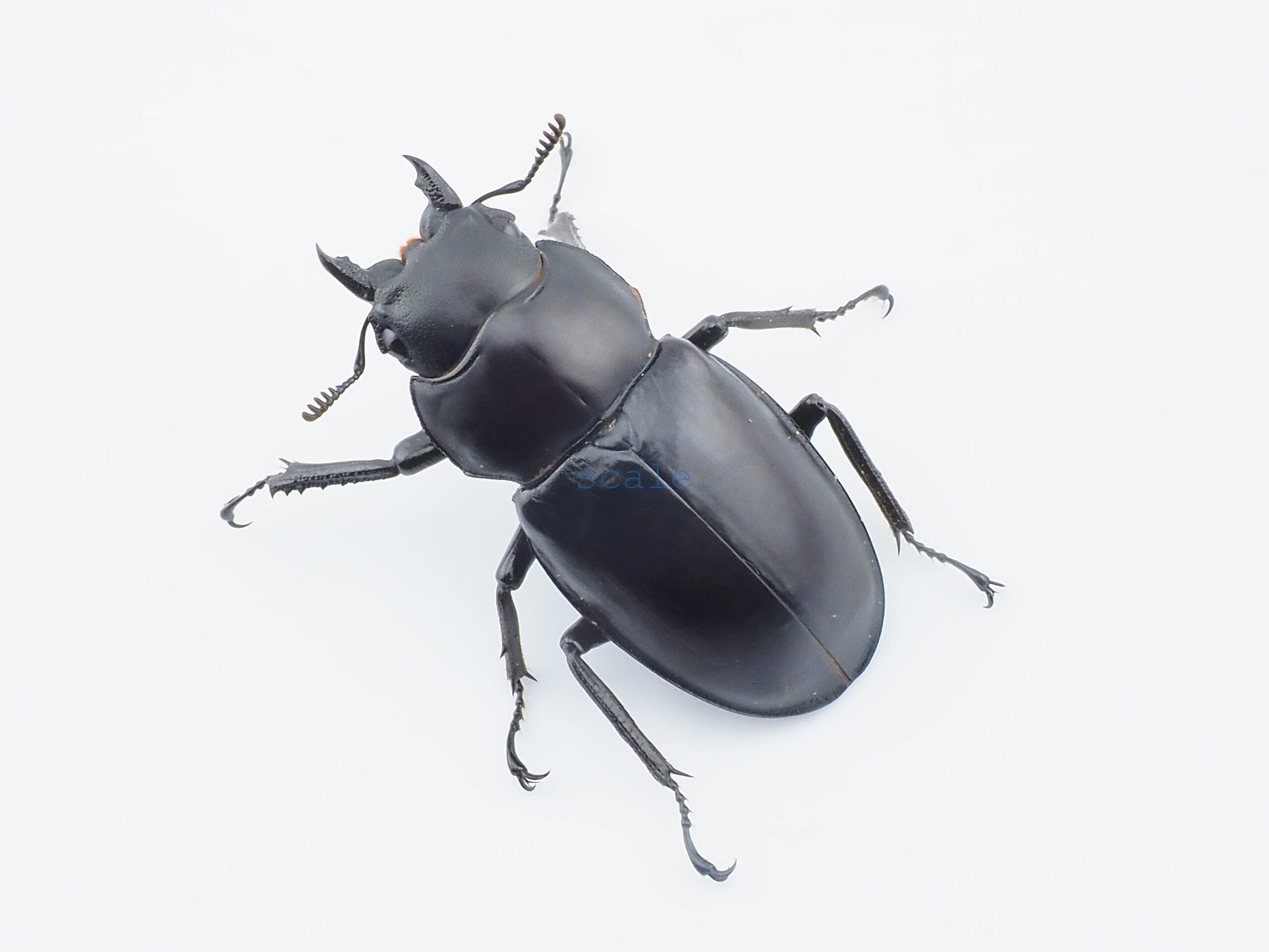 Hexarthrius bowringi bowringi