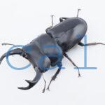 Dorcus curvidens curvidens