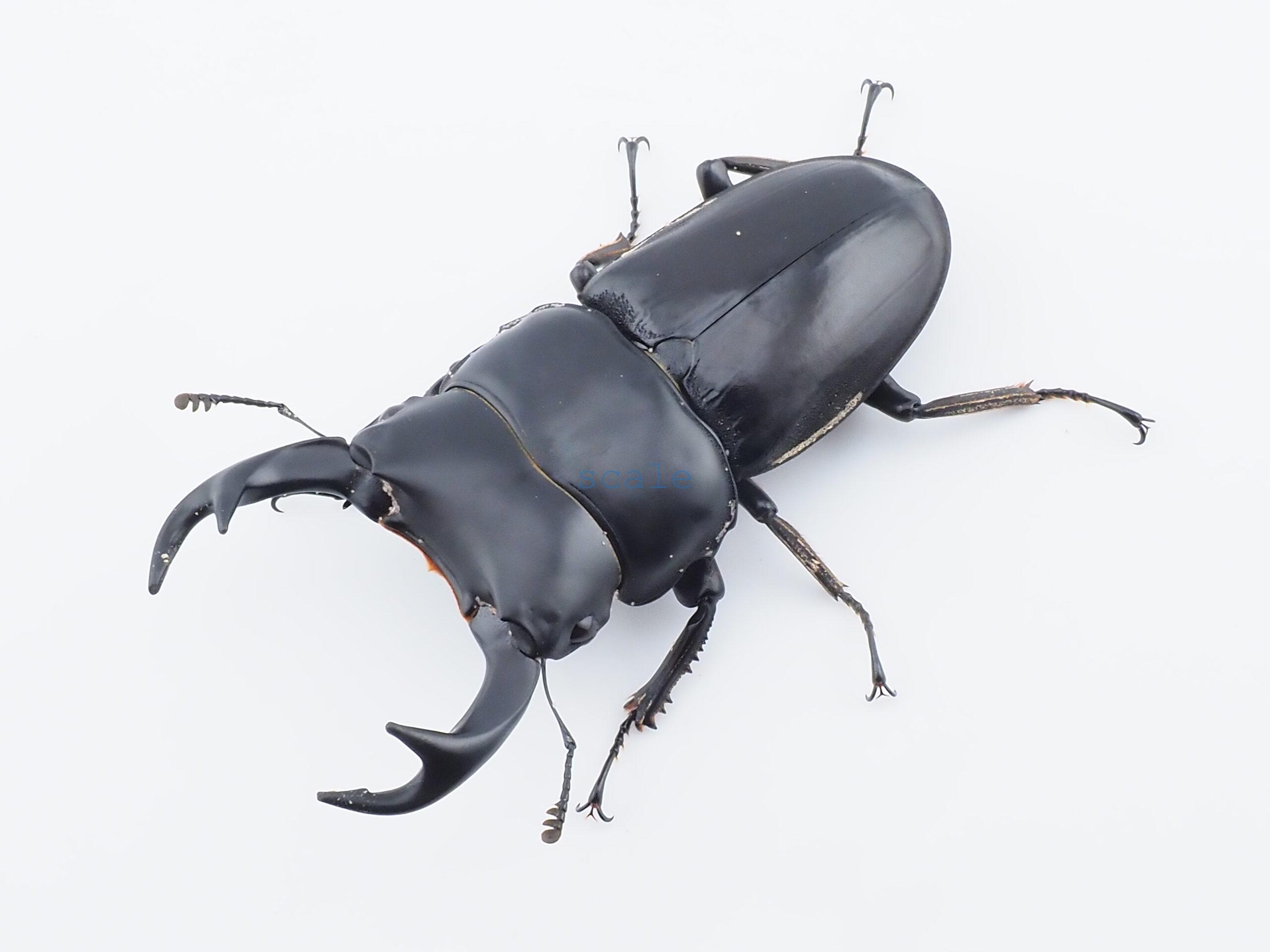 Dorcus curvidens curvidens