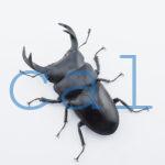 Dorcus curvidens curvidens