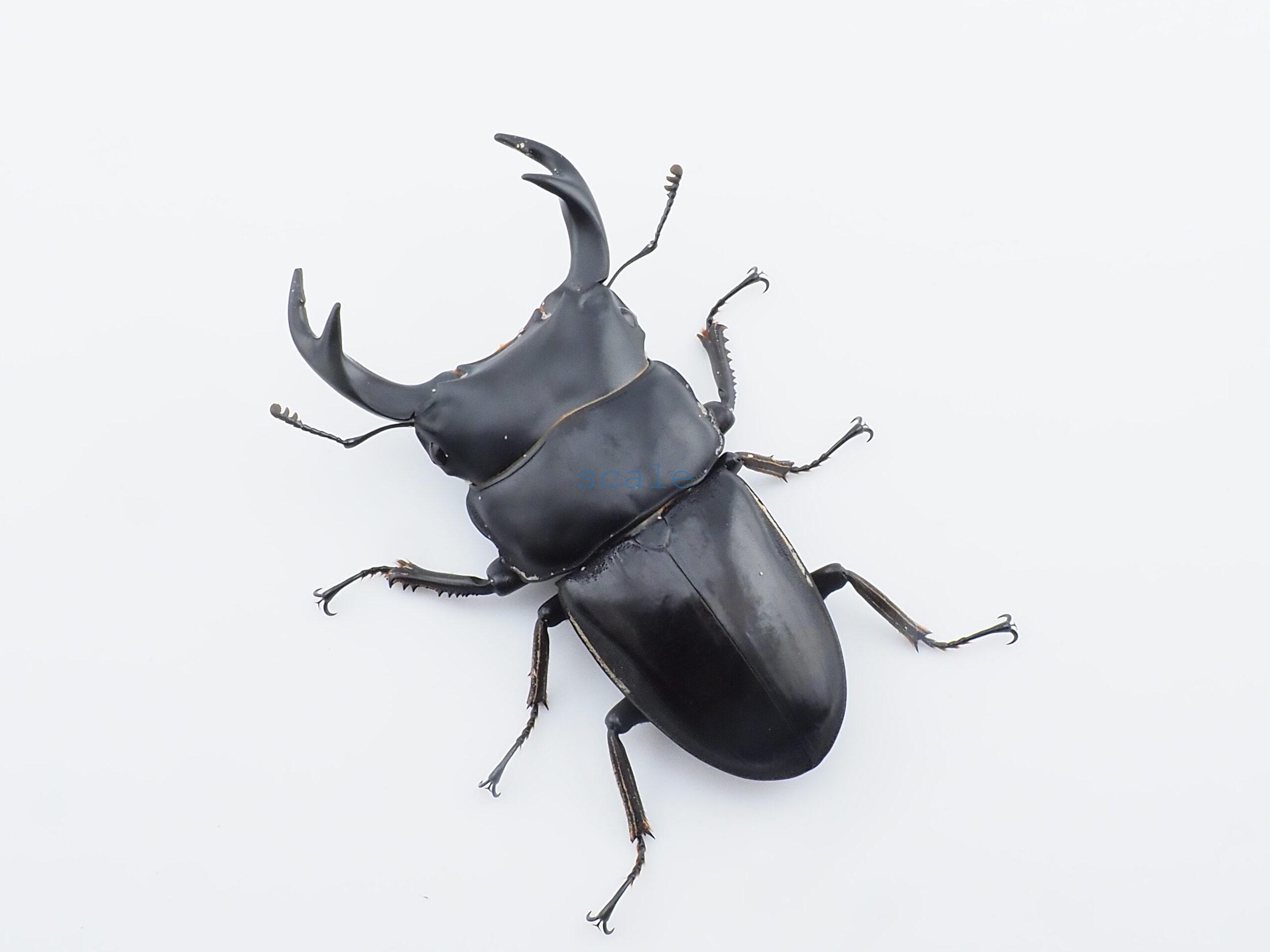 Dorcus curvidens curvidens