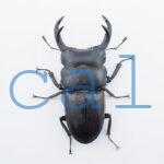 Dorcus curvidens curvidens