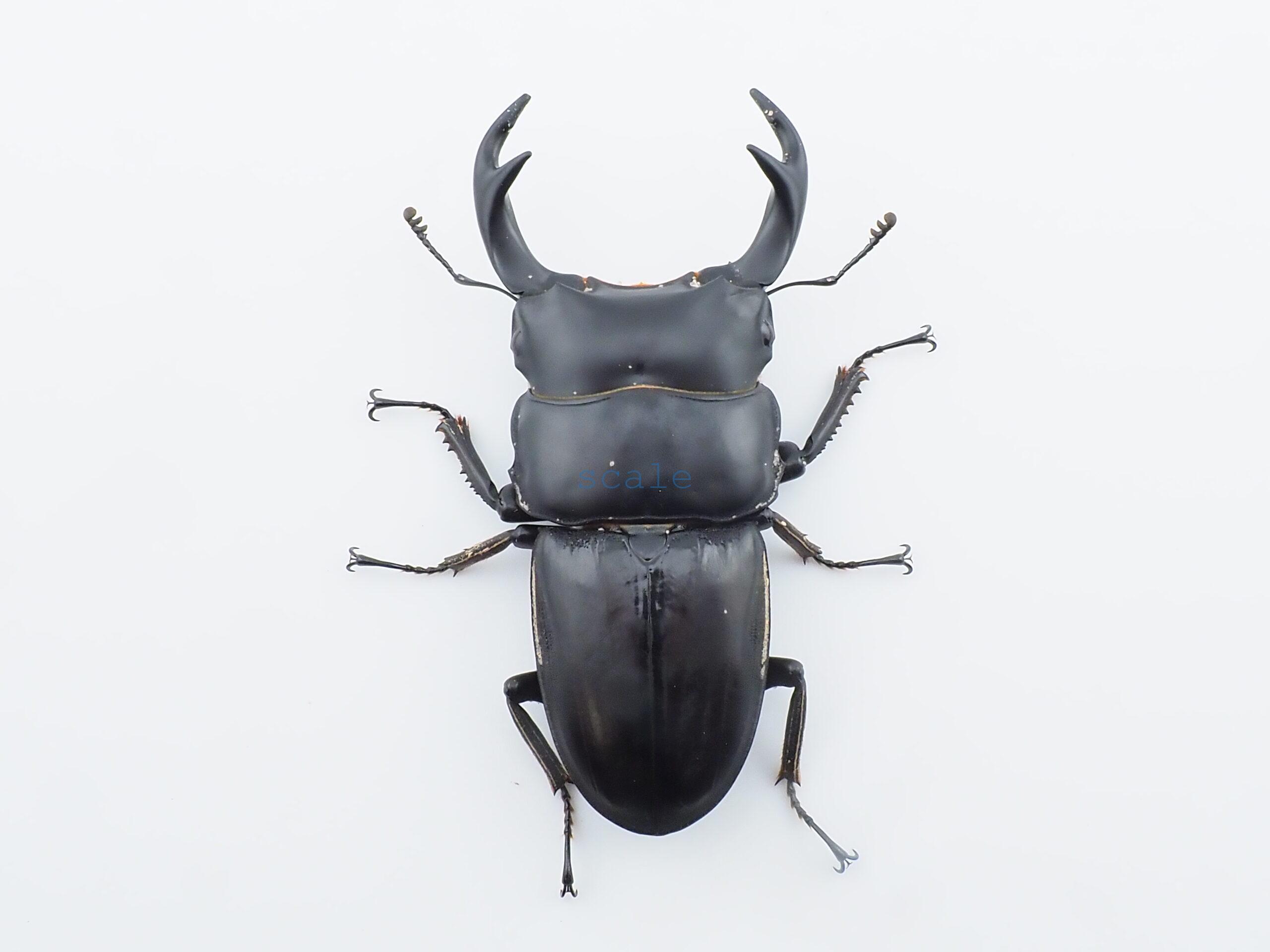 Dorcus curvidens curvidens
