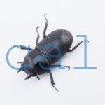 Dorcus curvidens curvidens