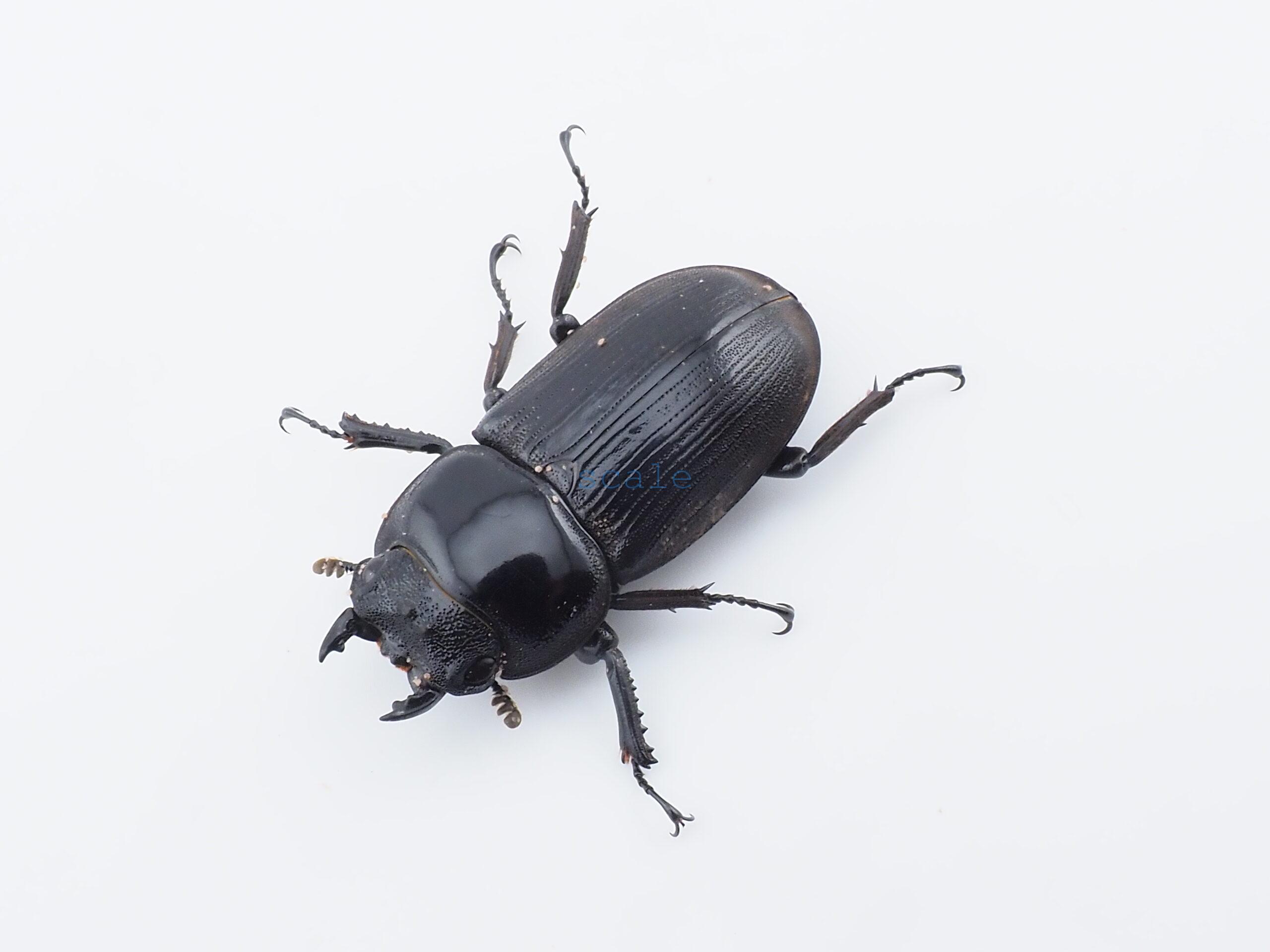 Dorcus curvidens curvidens