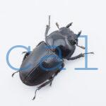 Dorcus curvidens curvidens