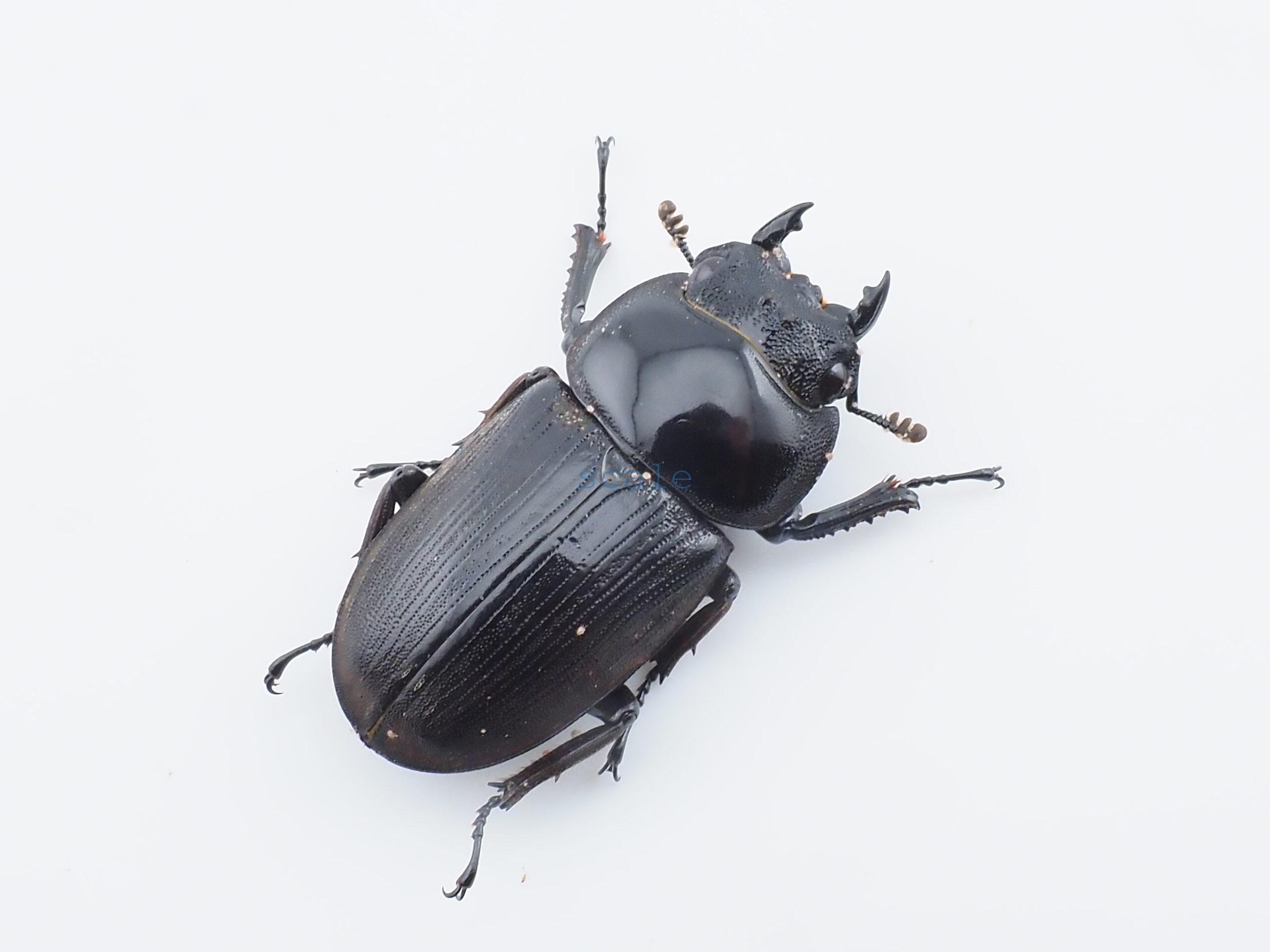 Dorcus curvidens curvidens