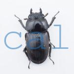 Dorcus curvidens curvidens