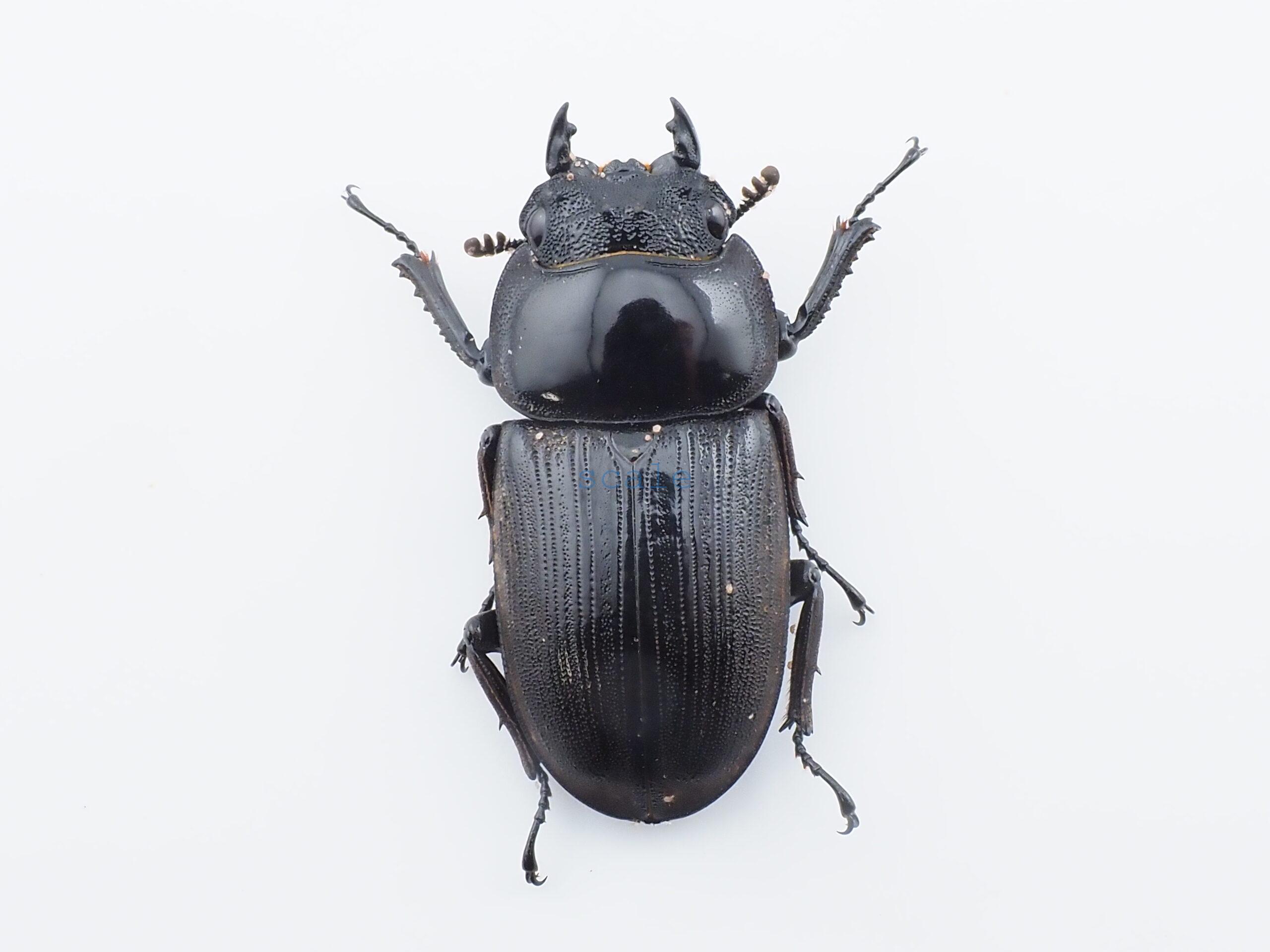 Dorcus curvidens curvidens