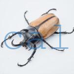 E.gracilicornis L