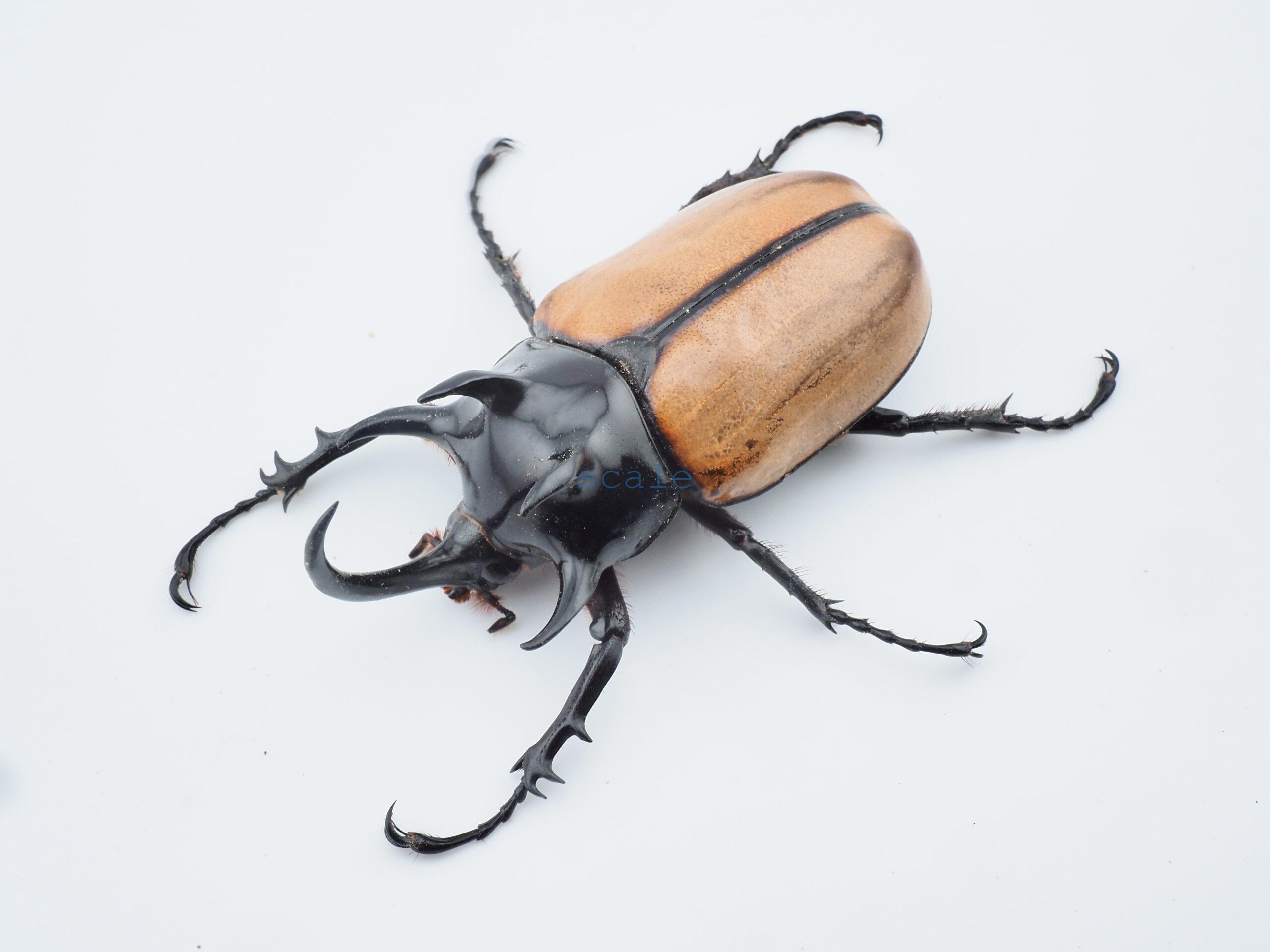 E.gracilicornis L