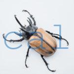 E.gracilicornis L