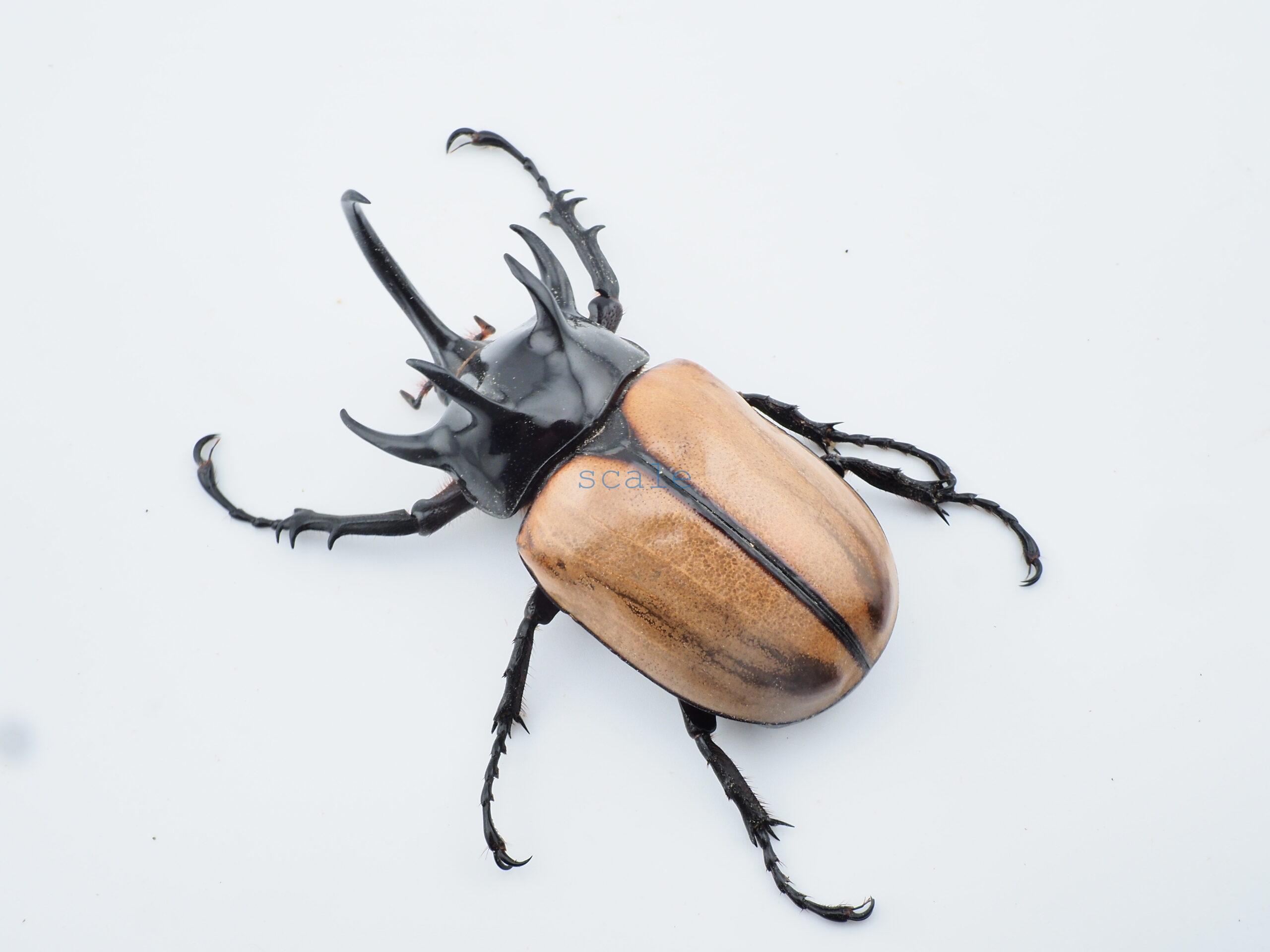E.gracilicornis L