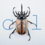 E.gracilicornis L