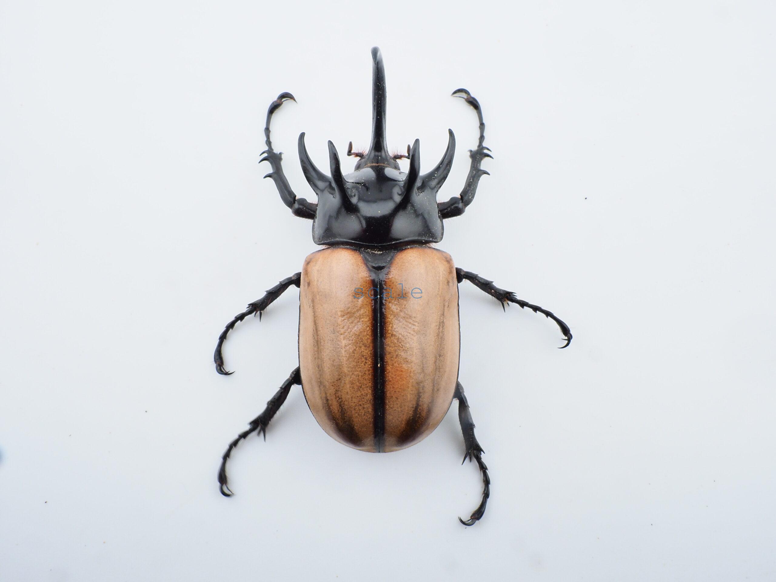 E.gracilicornis L