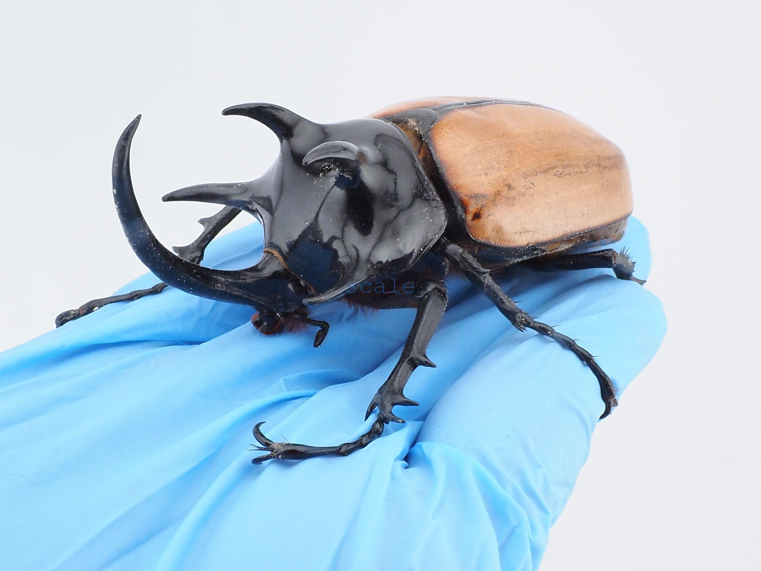 E.gracilicornis L