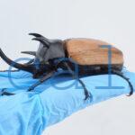 E.gracilicornis L