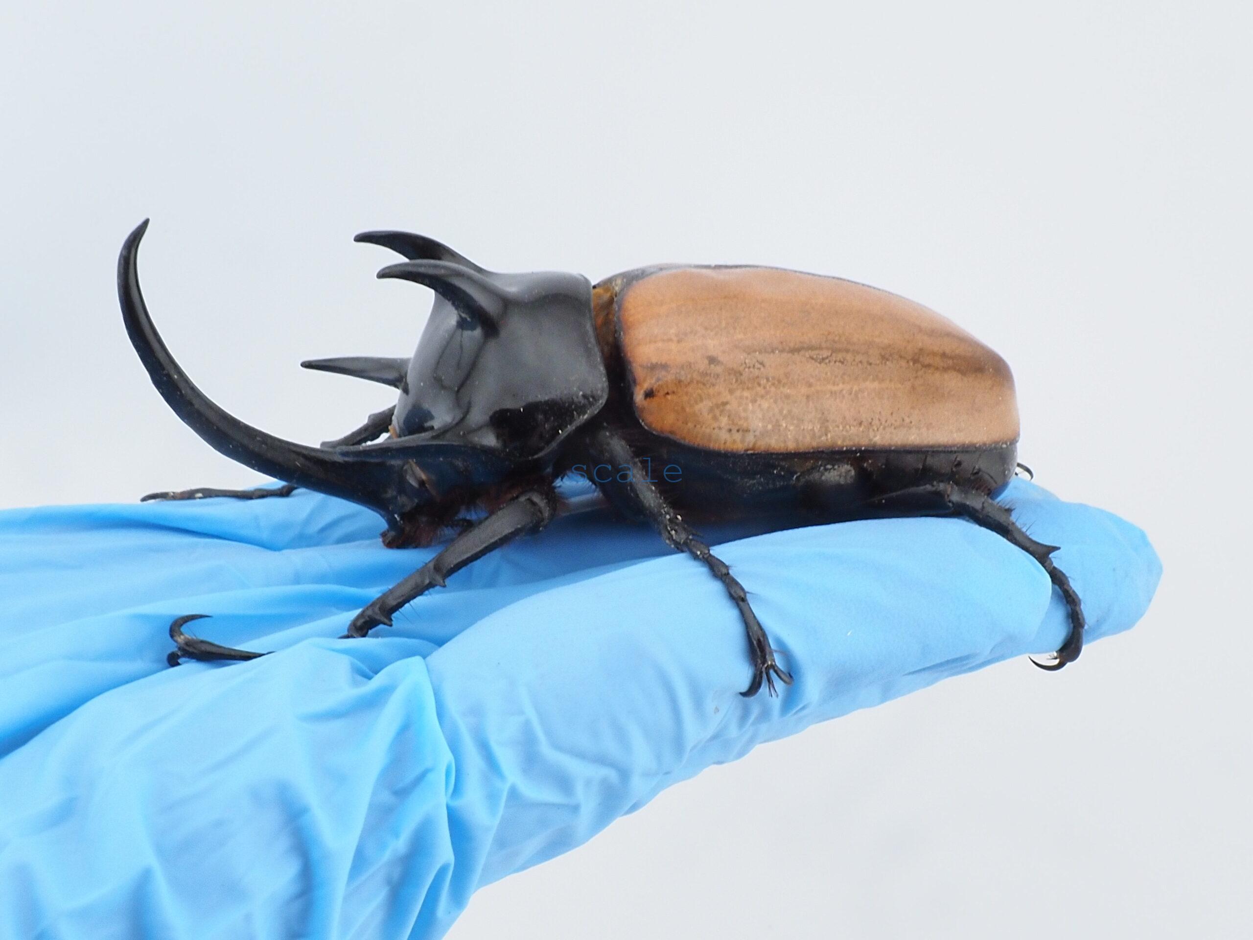 E.gracilicornis L