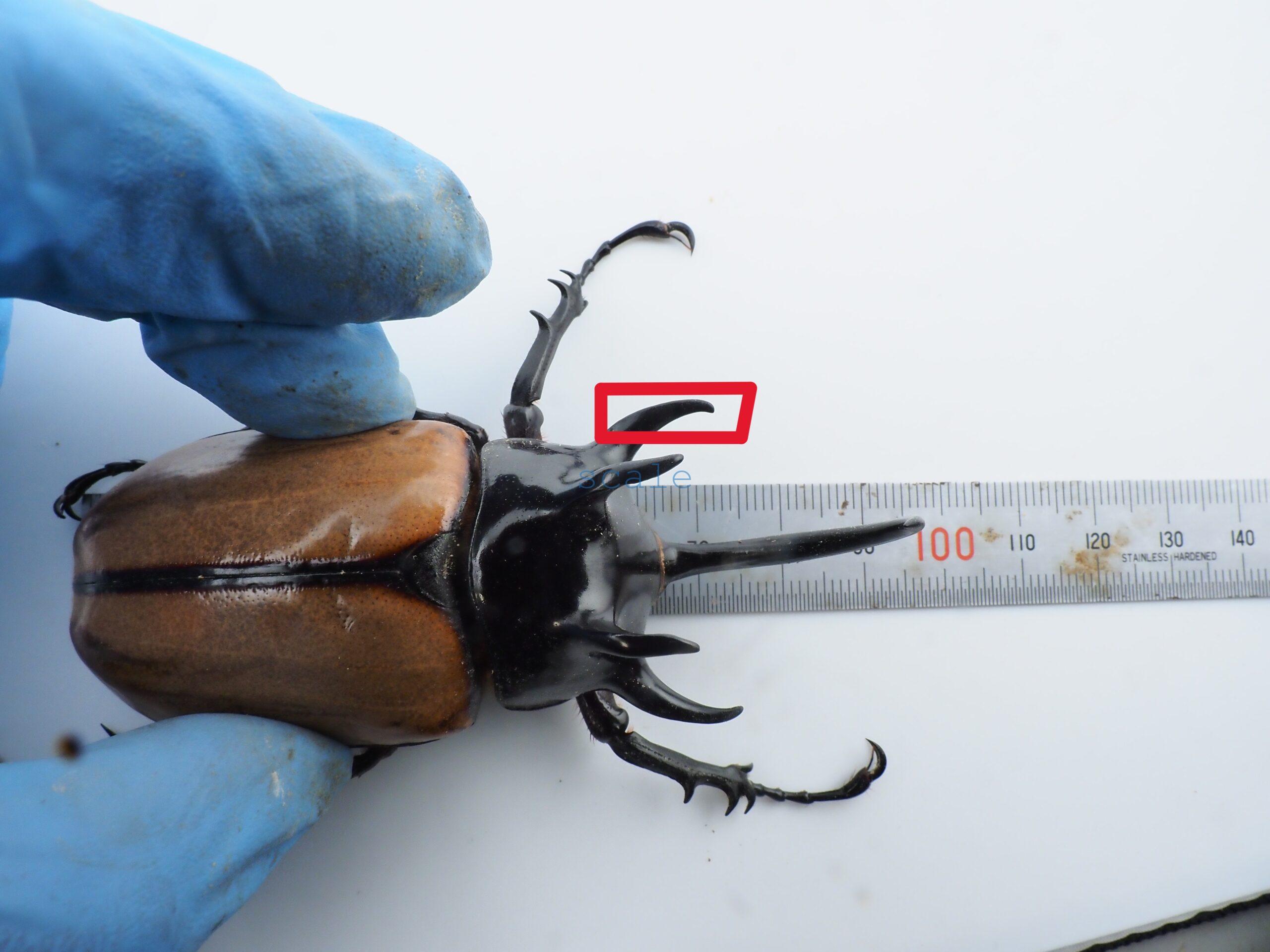 E.gracilicornis L