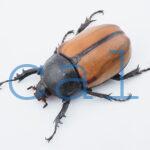 E.gracilicornis L
