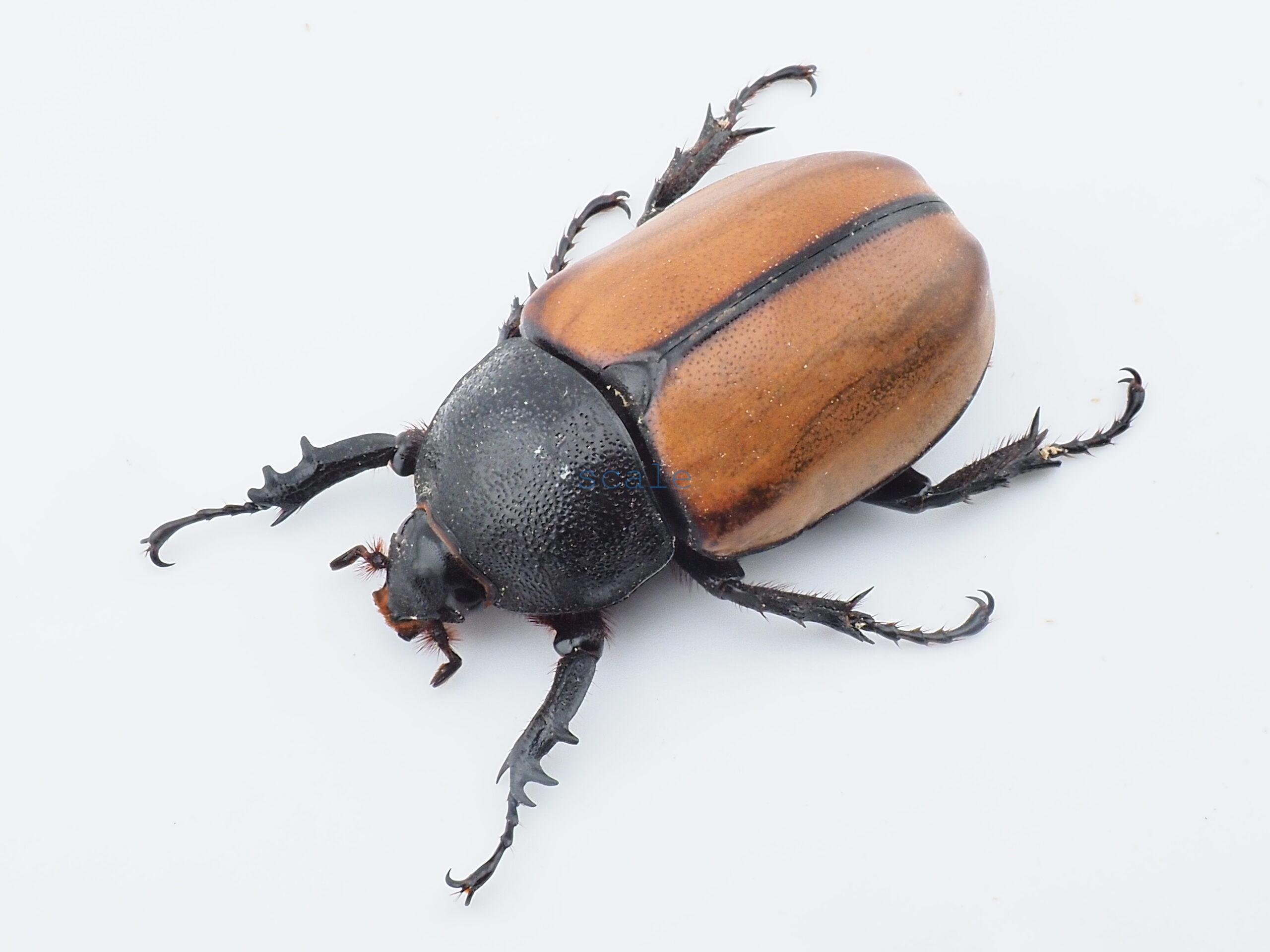 E.gracilicornis L