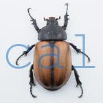 E.gracilicornis L