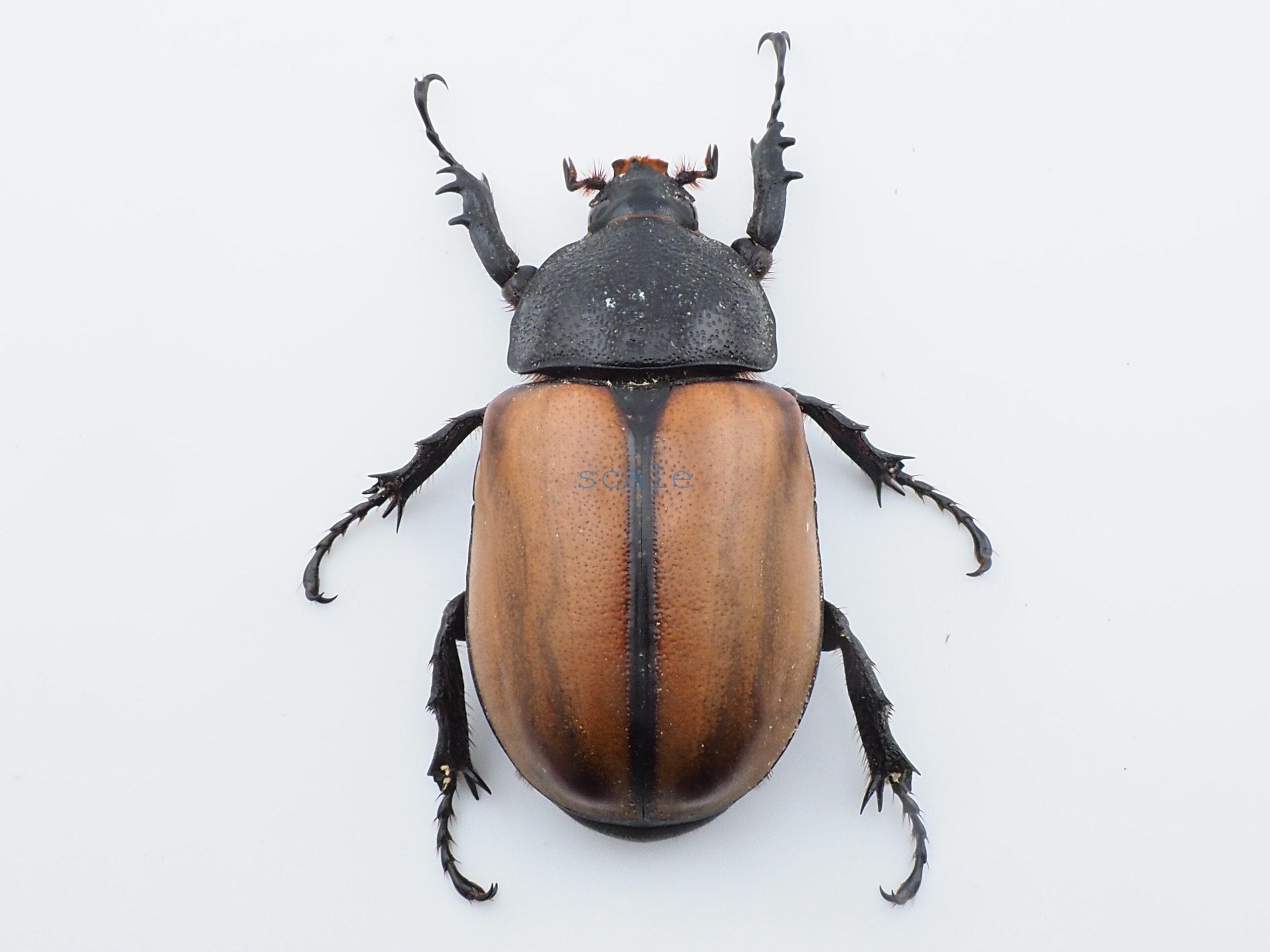 E.gracilicornis L