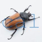 E.gracilicornis L