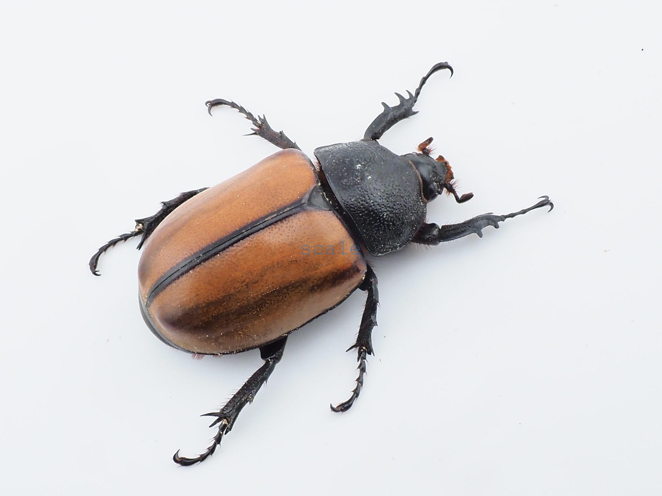 E.gracilicornis L