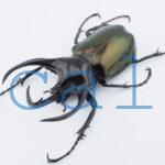 Chalcosoma chiron belangeri