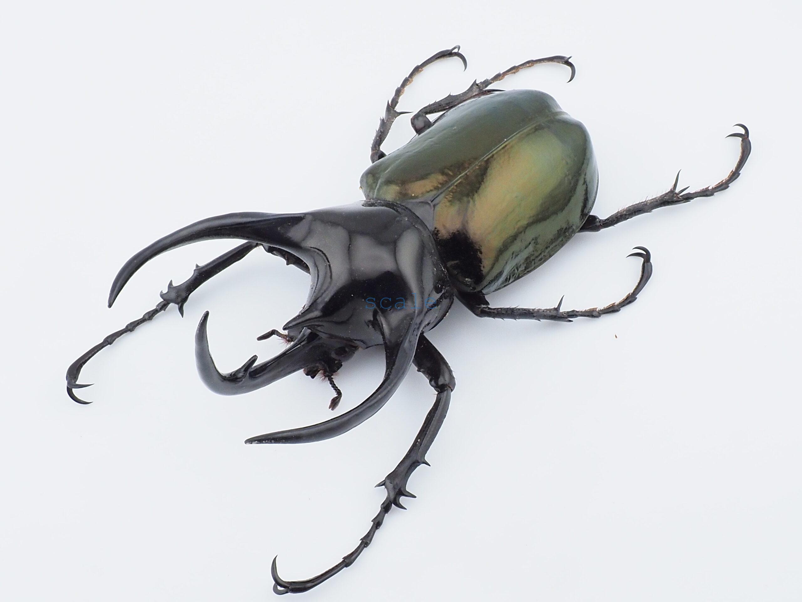 Chalcosoma chiron belangeri