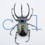 Chalcosoma chiron belangeri