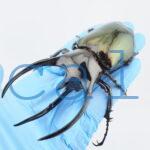 Chalcosoma chiron belangeri