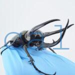 Chalcosoma chiron belangeri