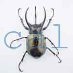 Chalcosoma atlas mantetsu