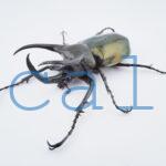 Chalcosoma atlas mantetsu