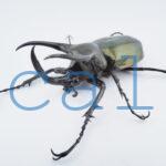 Chalcosoma atlas mantetsu