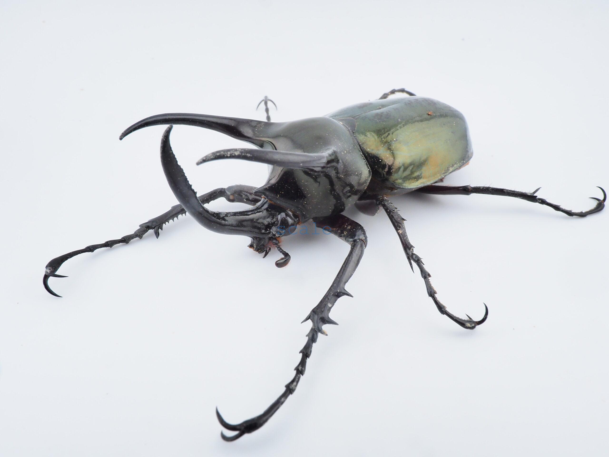 Chalcosoma atlas mantetsu
