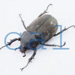 Chalcosoma atlas mantetsu