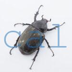 Chalcosoma atlas mantetsu