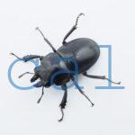 Neolucanus.guiardi