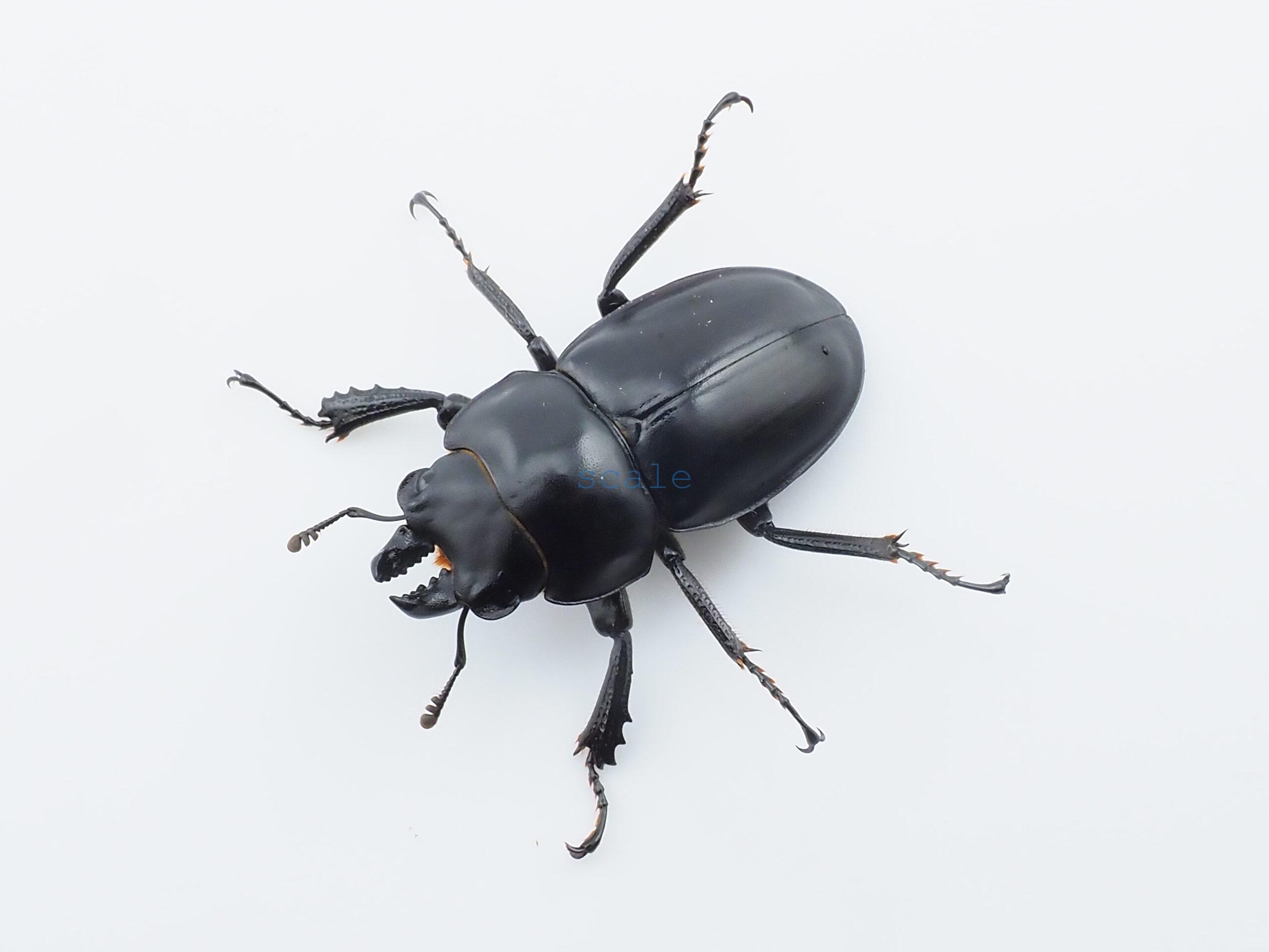 Neolucanus.guiardi