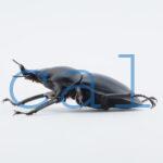 Neolucanus.guiardi