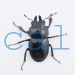 Neolucanus.guiardi