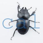 Neolucanus.guiardi