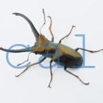Cyclommatus monguilloni