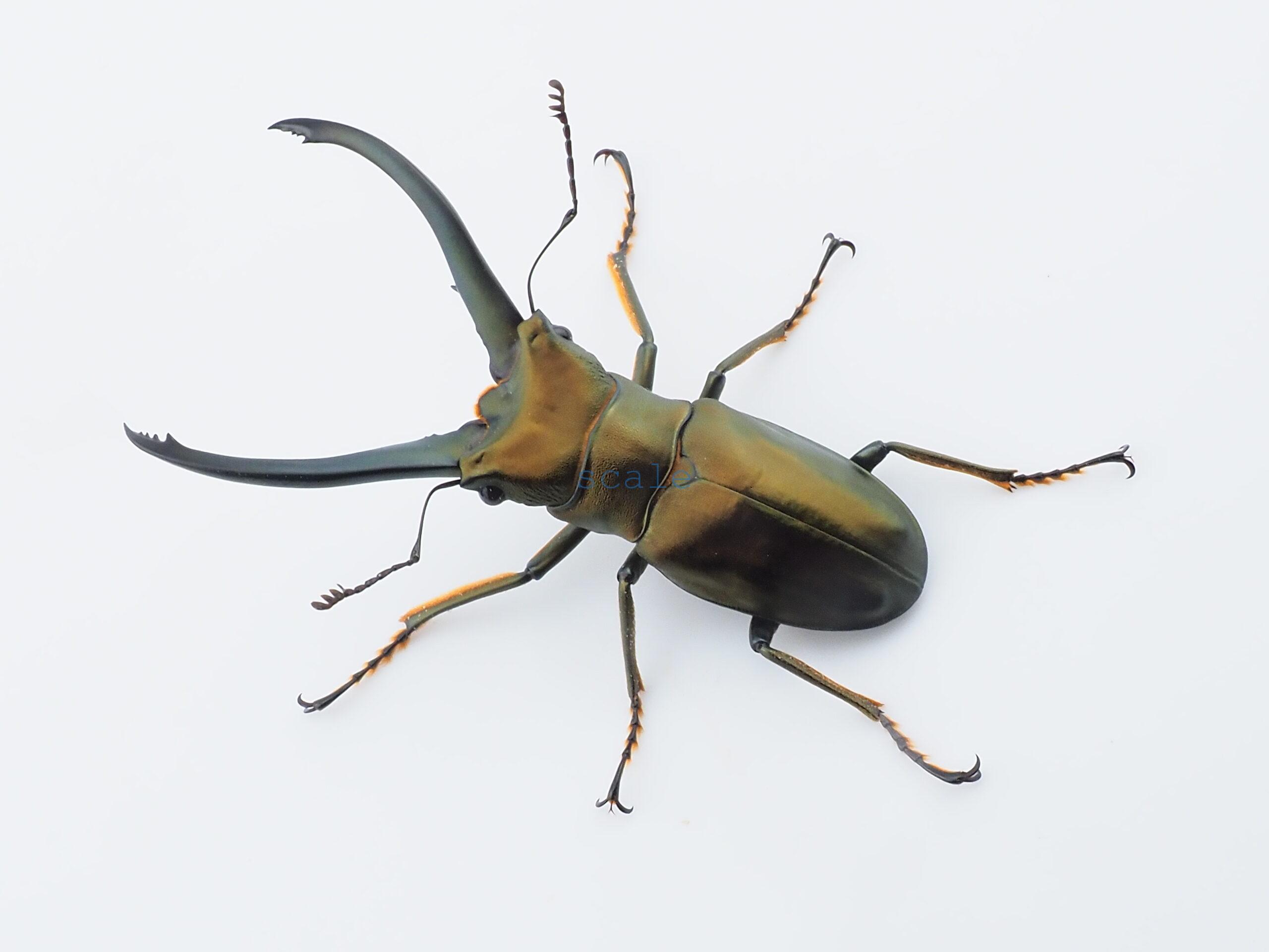Cyclommatus monguilloni