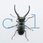Cyclommatus monguilloni