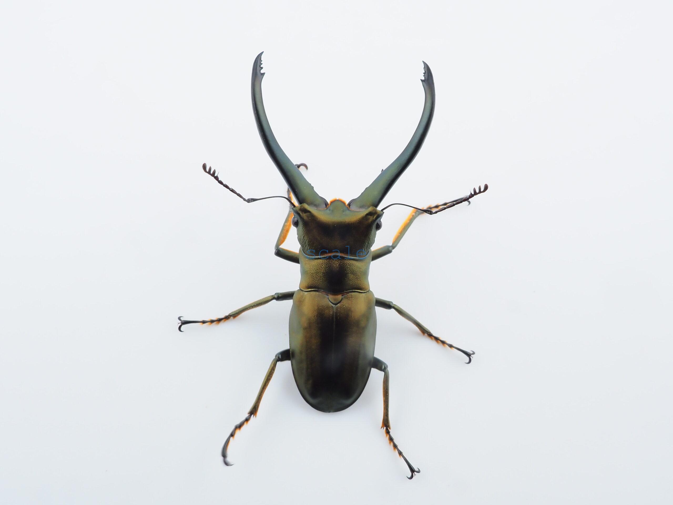 Cyclommatus monguilloni